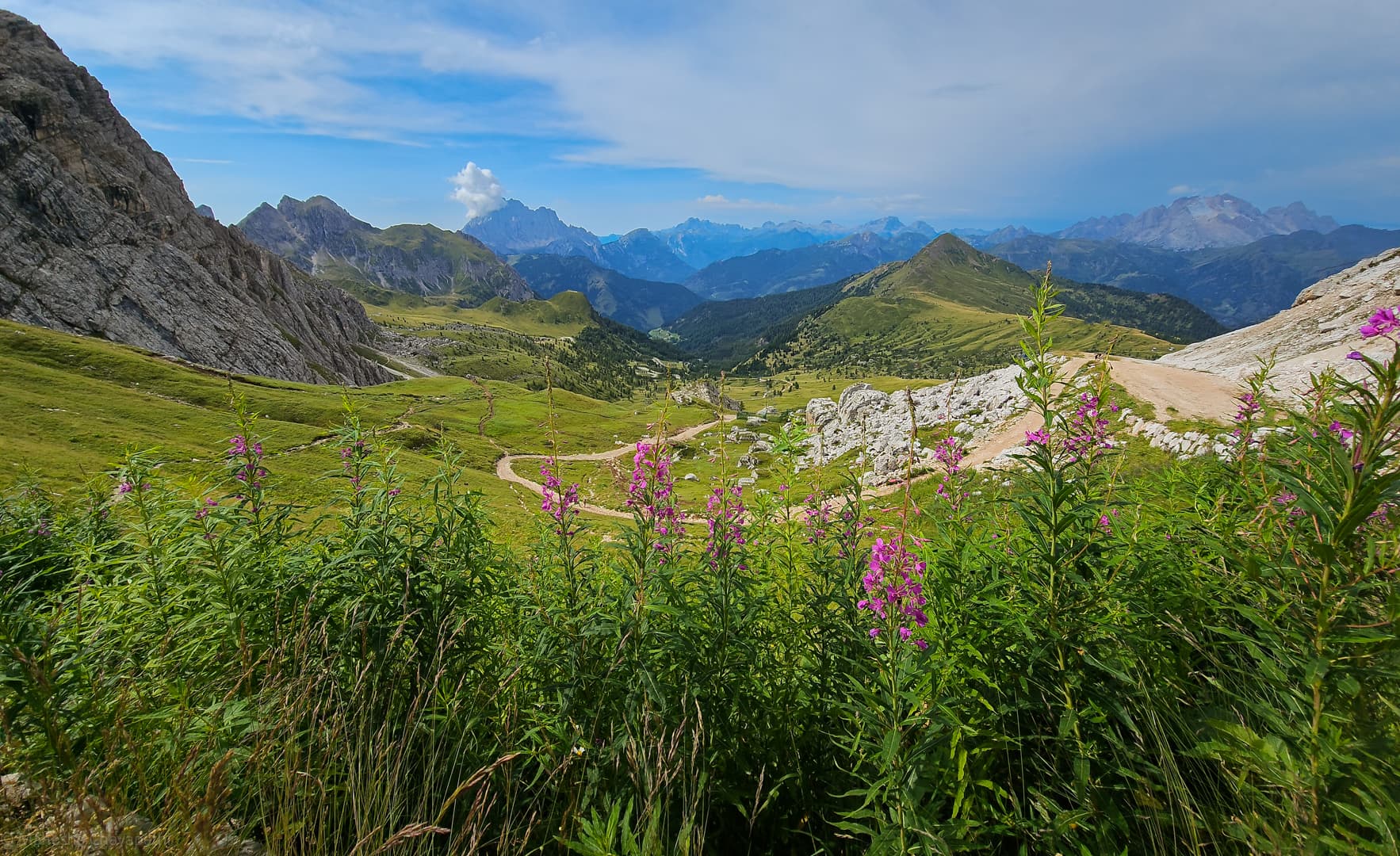 Fireweed with the trail curling away toward Monte Pelmo