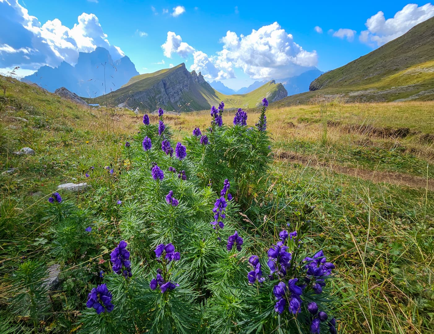 Purple wildflowers against dramatic backlit mountains