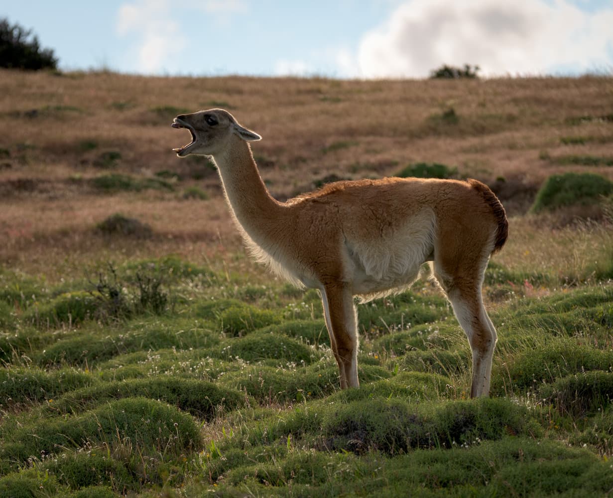 Guanacos of Torres del Paine — photo 3