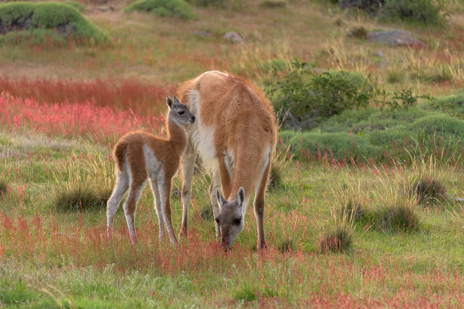 Guanacos of Torres del Paine — photo 7