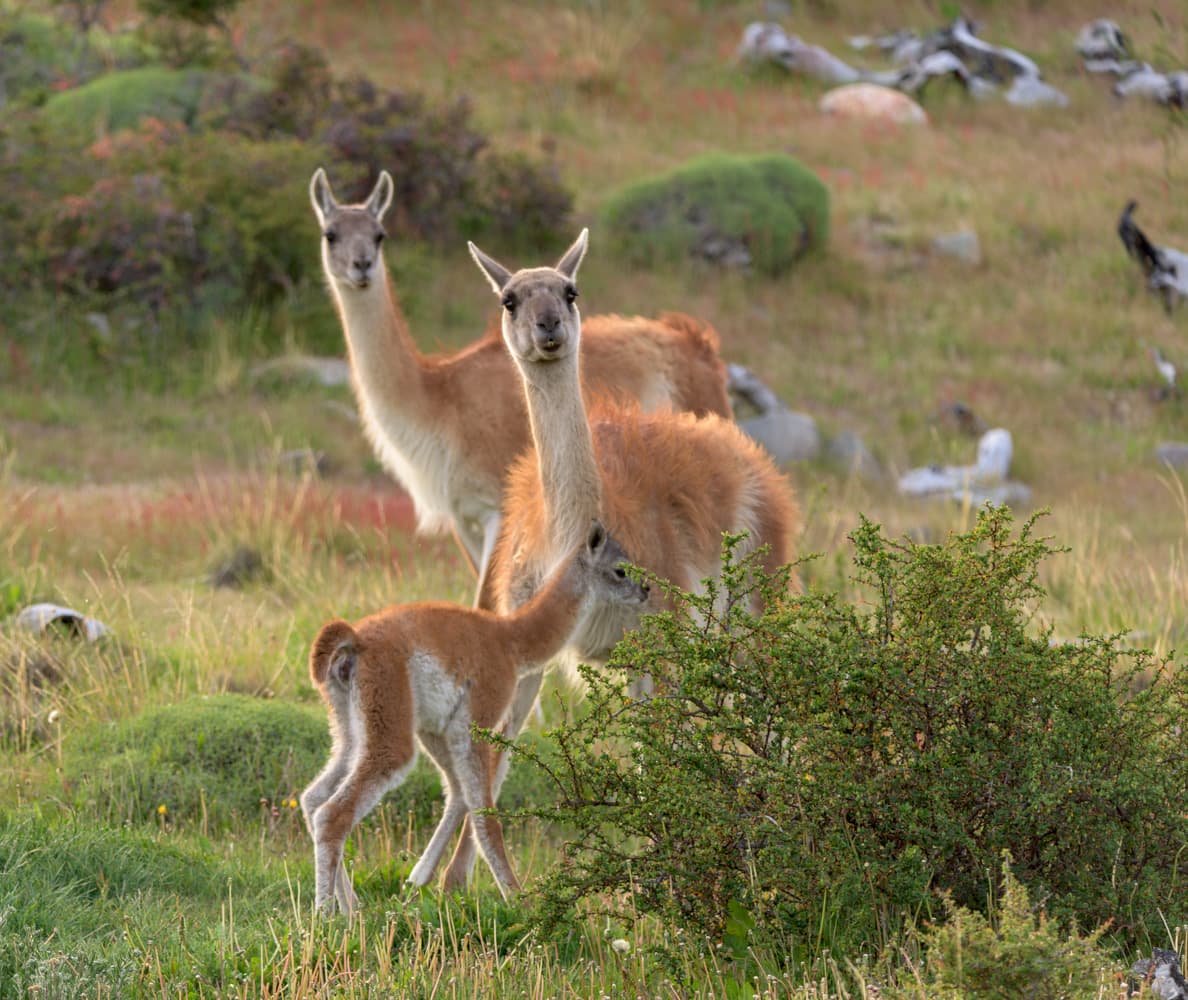 Guanacos of Torres del Paine — photo 6