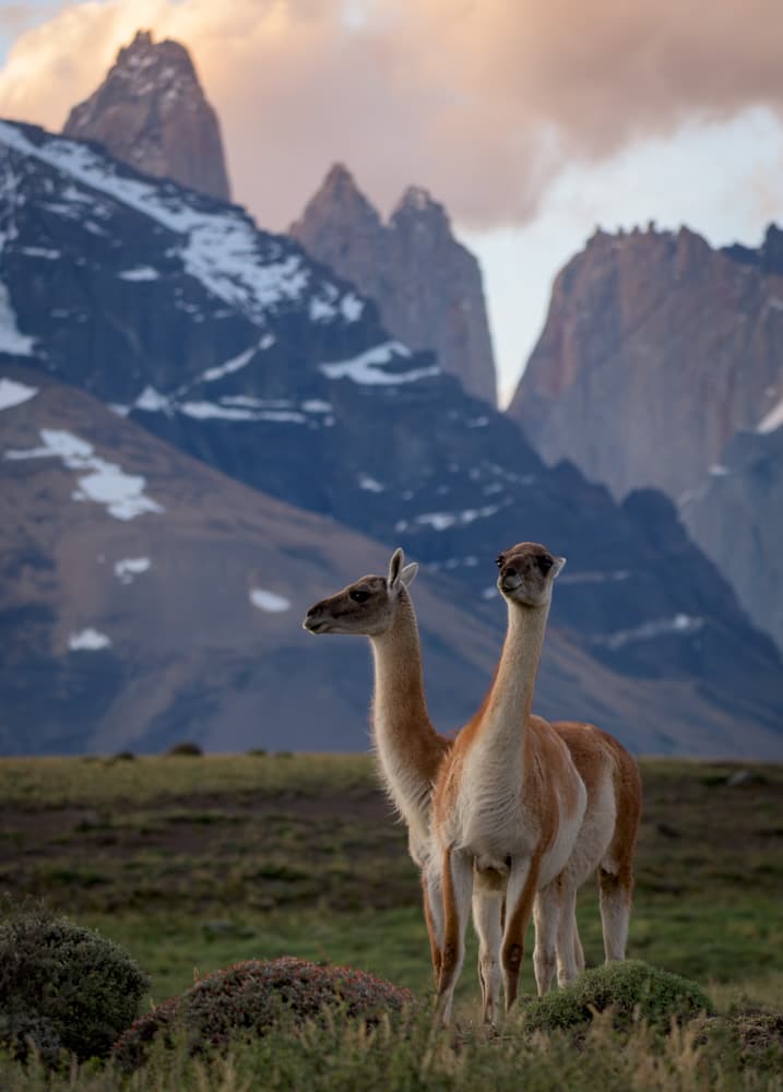 Guanacos of Torres del Paine — photo 5