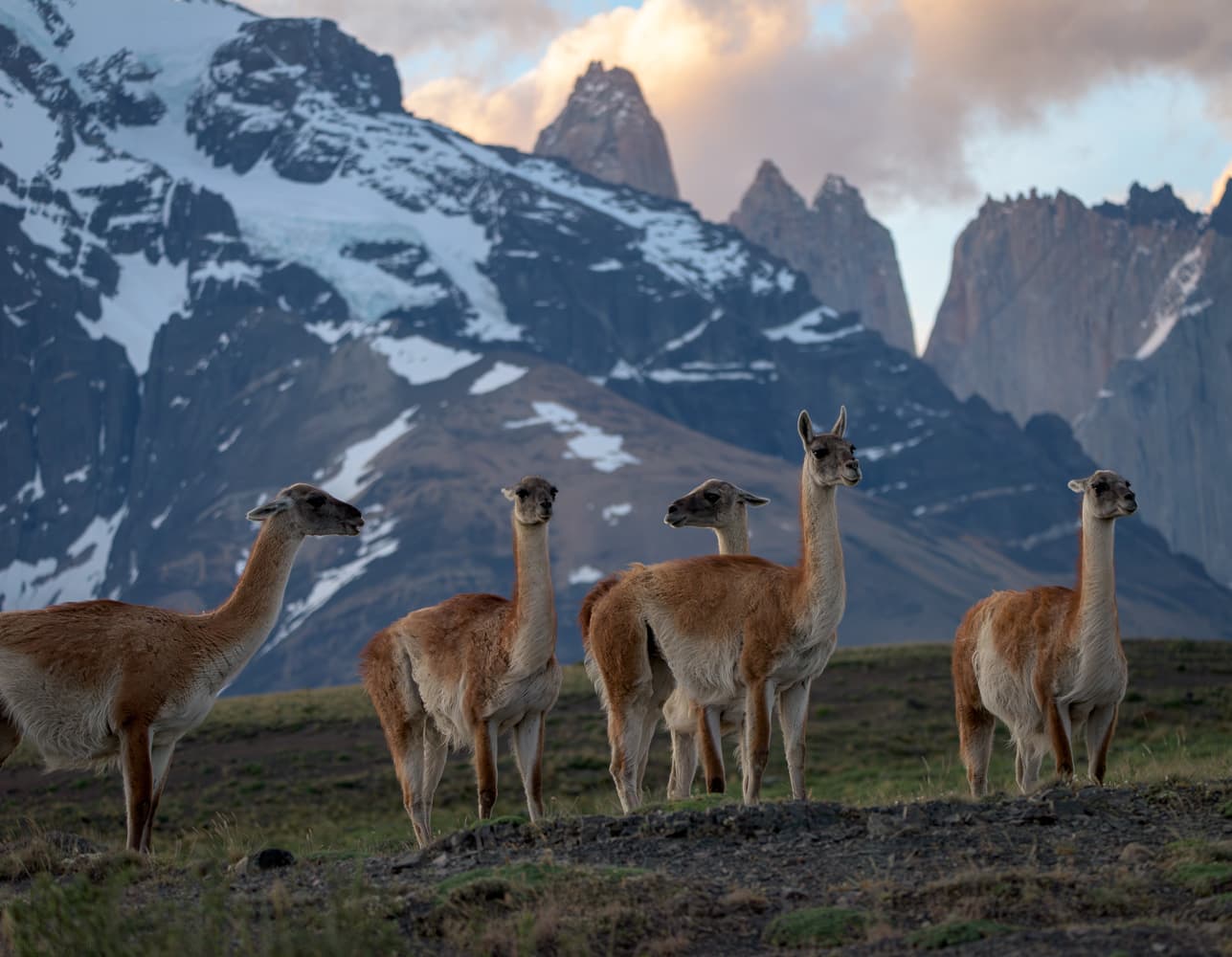 Guanacos of Torres del Paine — photo 4