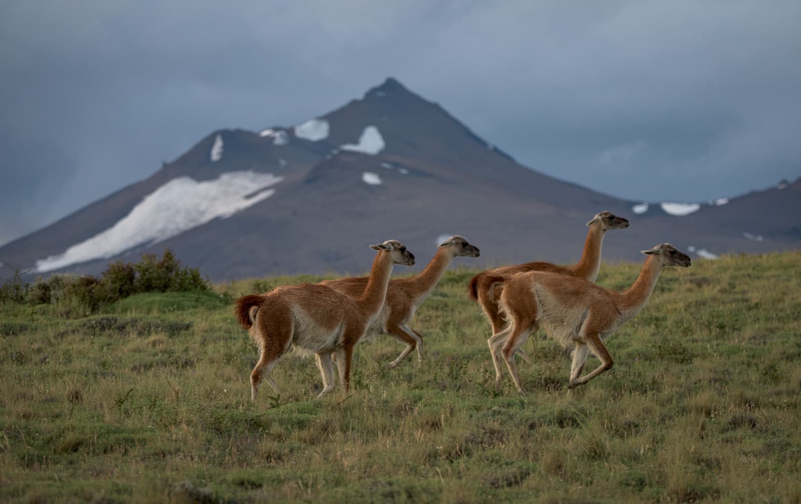 Guanacos of Torres del Paine — photo 2