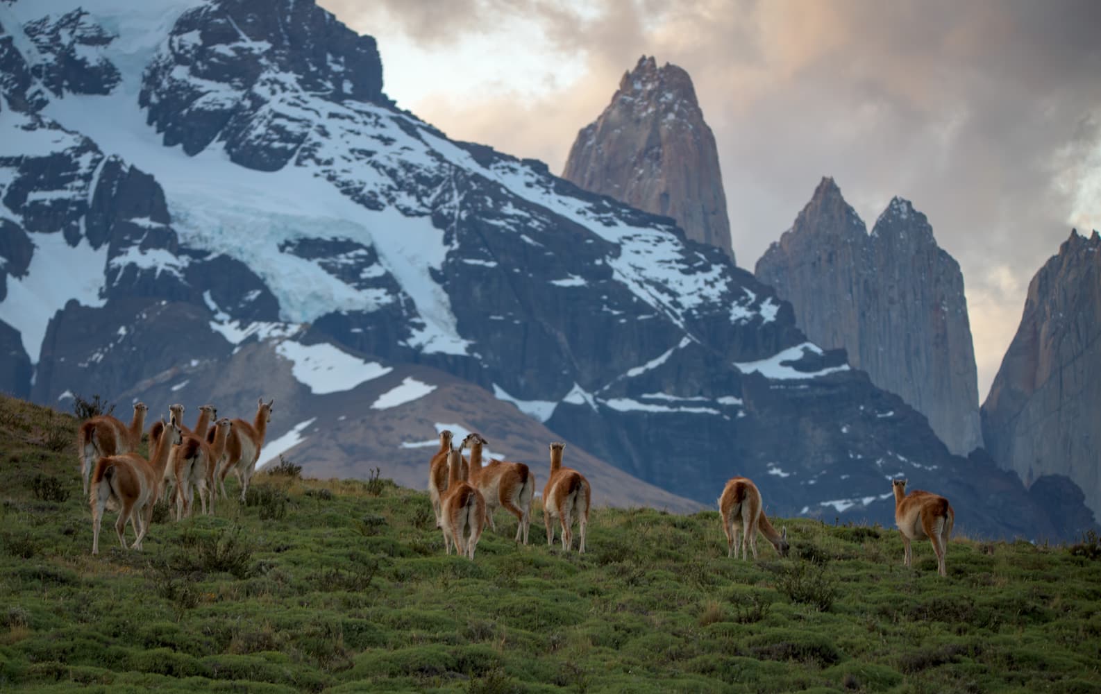 Guanacos of Torres del Paine