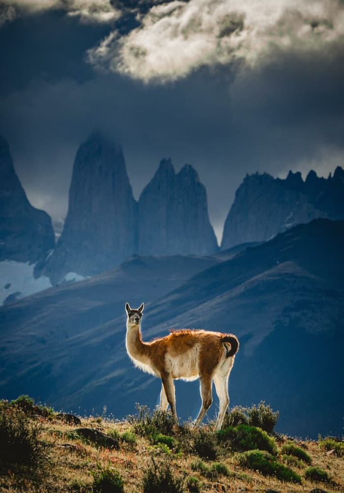 Guanacos of Torres del Paine — photo 8