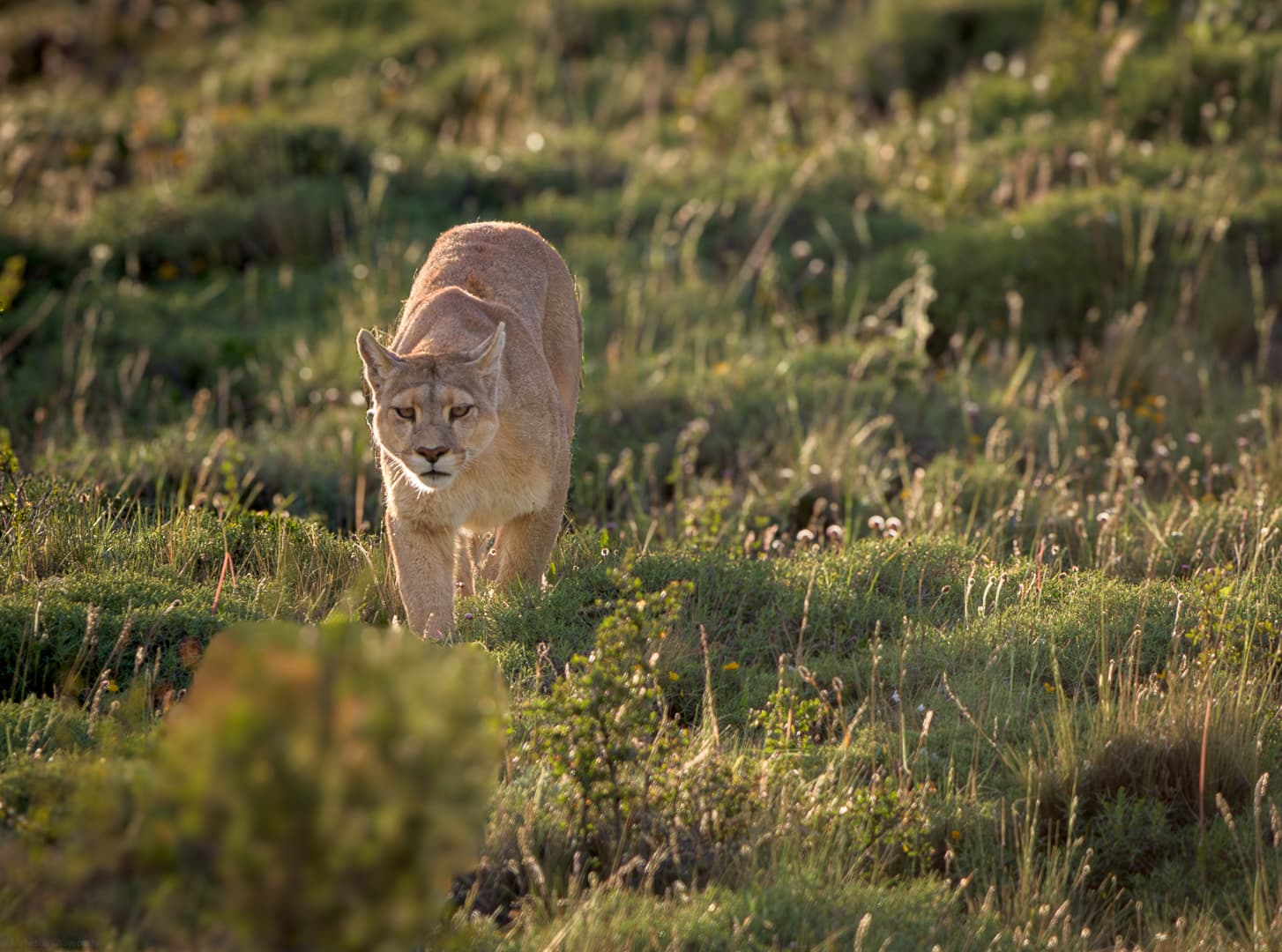 Dania — Queen of the Valley — photo 2