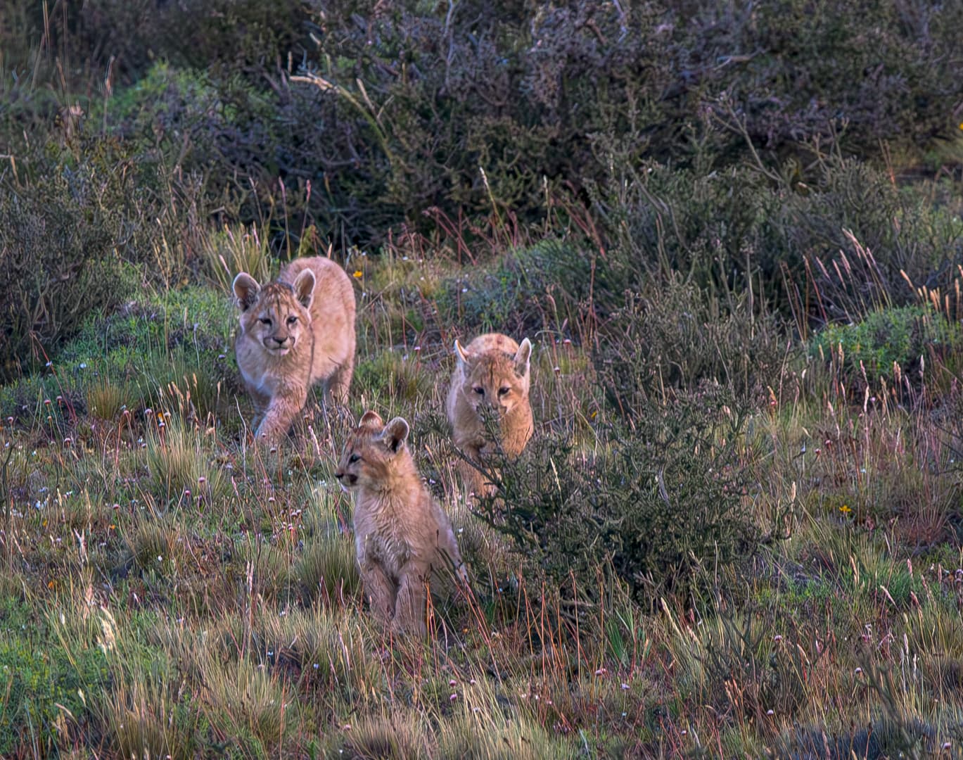 Dania — Queen of the Valley — photo 5
